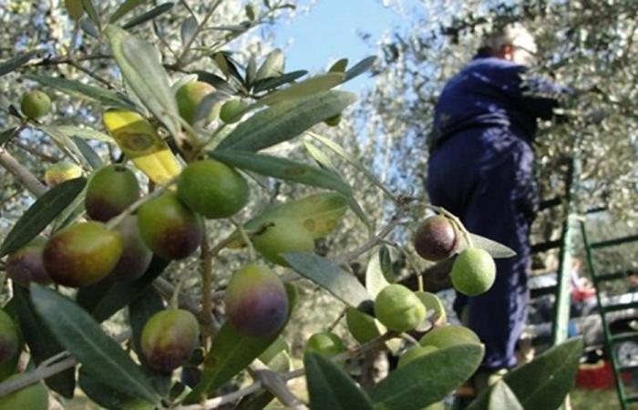 تحديد أجرة “فرط” و”لمّ” الزيتون