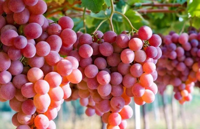 العنب ودوره في تقوية المناعة