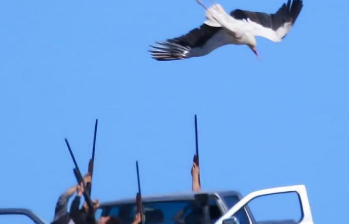 “الداخلية”: لضرورة تطبيق قرار منع الصيد البري
