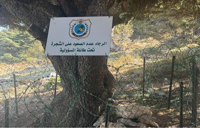 “الزراعة” تعيد تركيب السياج حول شجرة الأرز المحميّة في عكّار