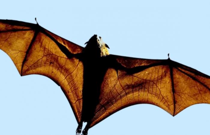 في خفافيش أميركا الجنوبية... العثور على نوع جديد من فيروس "كورونا" ما هو؟