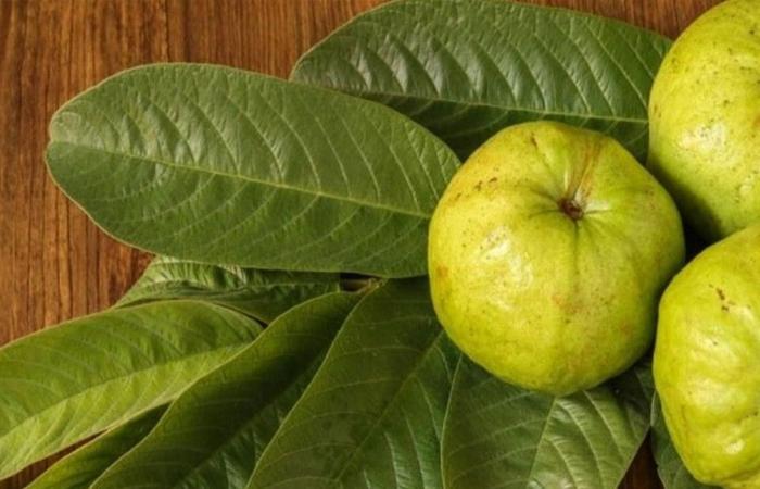 فوائد مذهلة ومتعددة للجوافة… تعرف إليها!