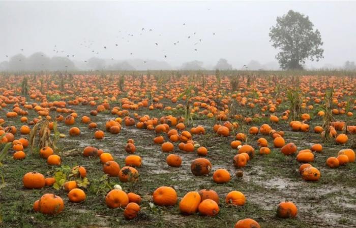 أكثر من مجرد زينة خريفية... فوائد مذهلة لليقطين وبذوره
