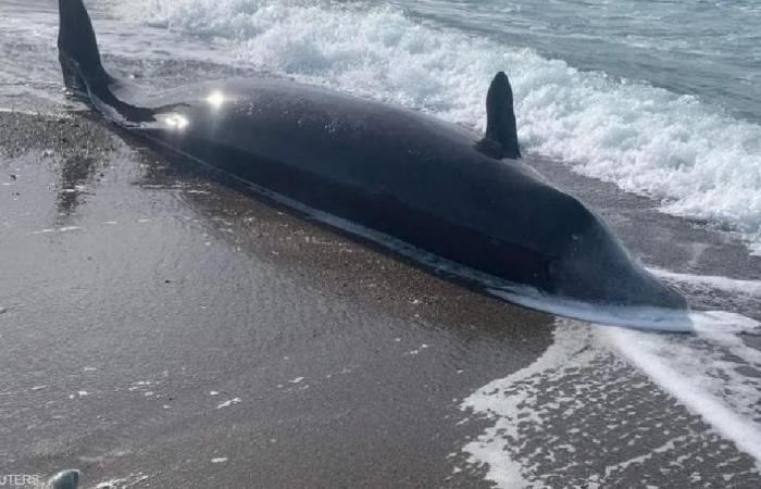 دولفين نافق على شاطئ المتوسط في مصر