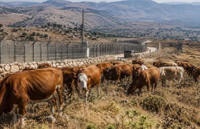 لماذا أدخلت إسرائيل 140 بقرة إلى سوريا؟