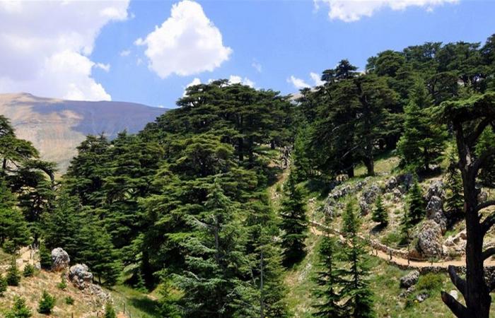انفجار لغم في محمية غابة أرز تنورين؟
