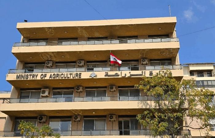 أبقار مريضة… و”الزراعة” تتتحرك