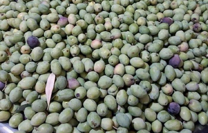 زيتون الجنوب شاهدٌ على جرائم إسرائيل وتجاهلها “الإطار الثلاثي”