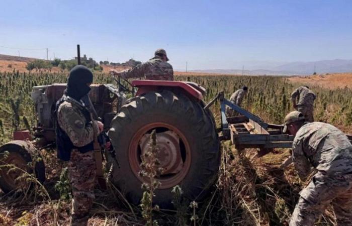 عودة قطار إتلاف الحشيشة… و”المفاجأة الكبرى”