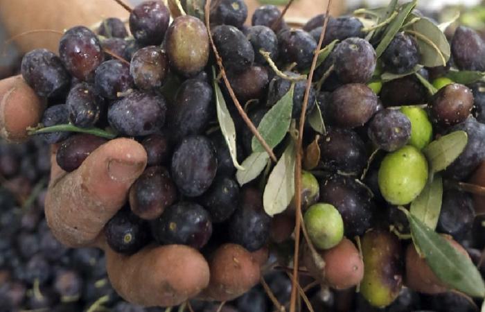 زيتون الجنوب في مرمى النيران الإسرائيلية